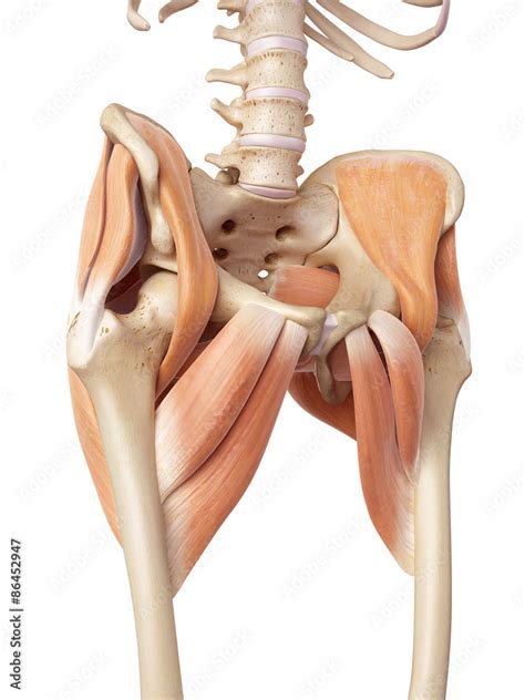 medical accurate illustration of the hip muscles Stock Illustration ...