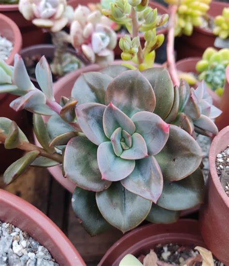 Püllü Welang - Chromita bella tomando sus colores...