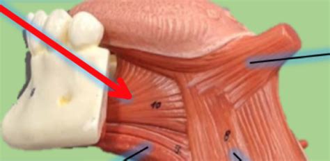 biolll muscles   throat flashcards quizlet