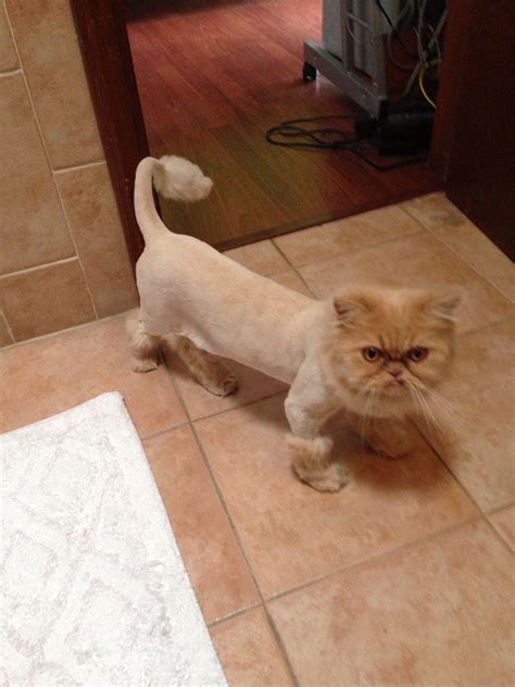 Ain't no hair Persian! haha | Gato persa, Mascotas, Animales y mascotas