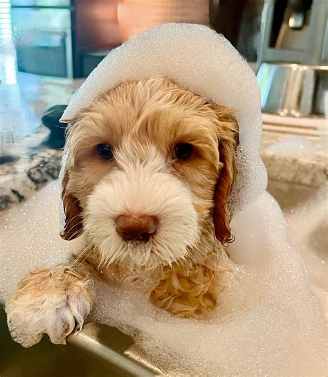 grooming noble fur labradoodles