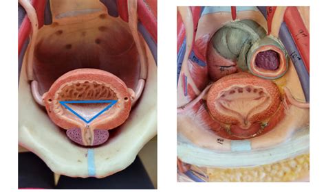 Bladder Diagram | Quizlet