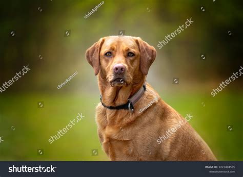 300 Fox Red Lab Images, Stock Photos & Vectors | Shutterstock