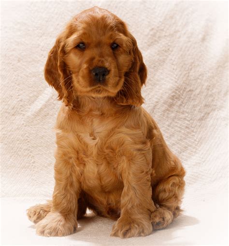 Odette golden retriever - Hersey Photographe animalier Uzès Nîmes