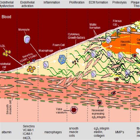 schematic  biological processes   biological targets