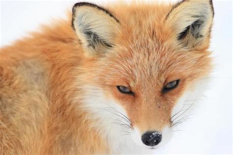 Fox Stock Photos, Images and Backgrounds for Free Download