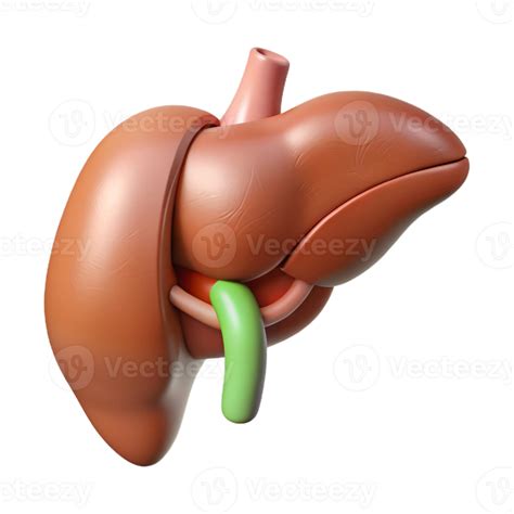 3D Liver Gallbladder Model 54718177 PNG