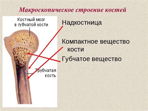 Презентация на тему "Значение опорно-двигательной системы, её состав ...