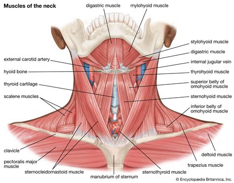 Anatomy of the Neck: What You Need to Know - ForthWorthHeadNeckandJaw
