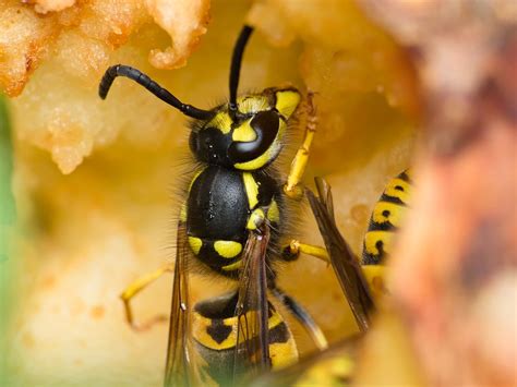 ok-Osa-dachowa-P1270416 | Vespula germanica | Sebastian Nowosad | Flickr