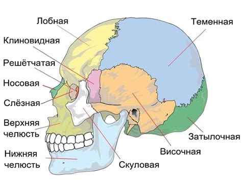 Кости черепа - презентация онлайн