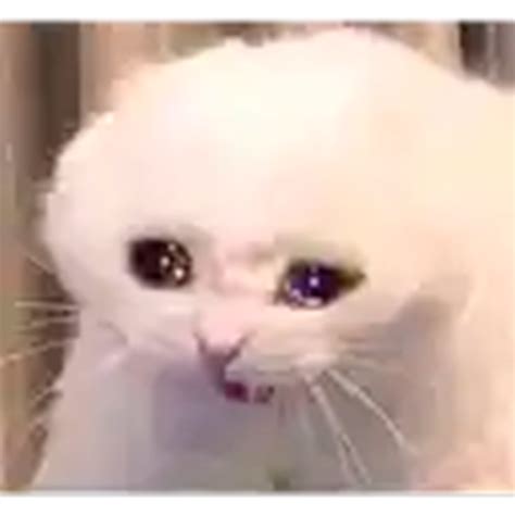 Meme Gato Chorando