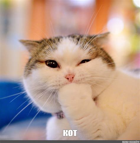 Meme: "кот" - All Templates - Meme-arsenal.com