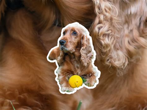 Lady And The Tramp Dogs Breeds