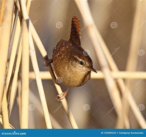 Eurasian Wren in Natural Habitat Stock Photo - Image of little ...