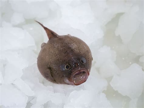 Peculiar sea creatures found in deep Australian abyss