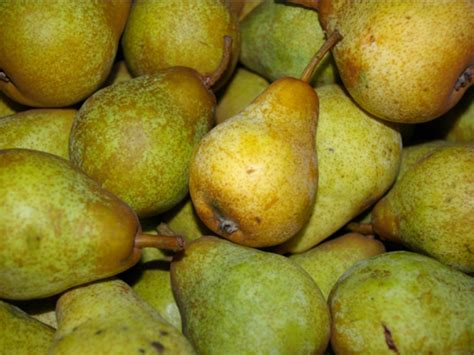 Poire williams verte bio - 1 kg - La Ferme De La Brie - Locavor.fr