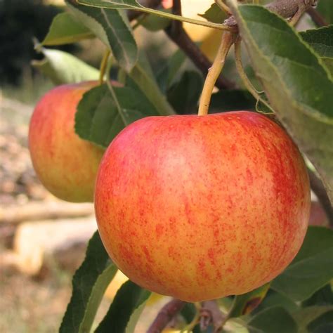 Gala Apple | PlantsExpress.com