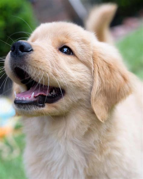 der schwarz golden retriever eine einzigartige rasse