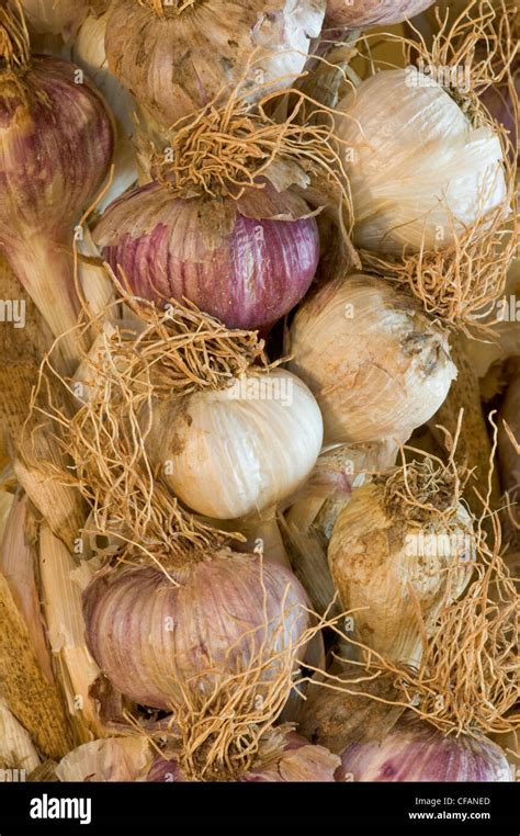 Braid of garlic bulbs Stock Photo - Alamy