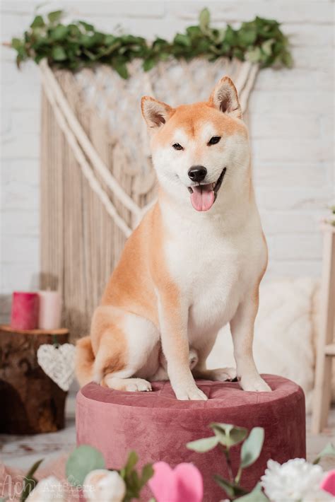 🧡Ivan - Inari Shrine (FCI)