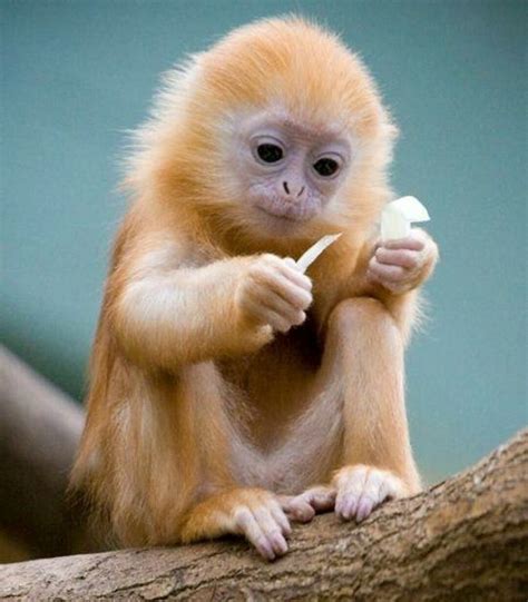 Monkey With Red Hair Monkey Hair Zoo Week Tails Cleveland Metroparks ...