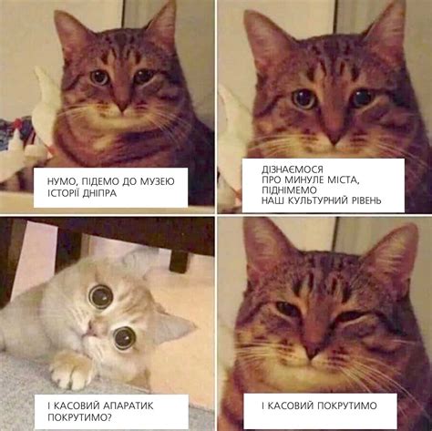 Котики в музеї – Музей Історії Дніпра