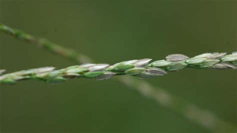 Large Crabgrass | NC State Extension Publications