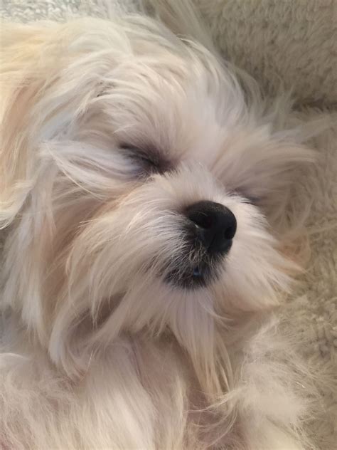 890 Maltese ideas | maltese, maltese dogs, maltese puppy