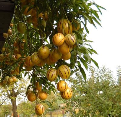 Chậu cây giống dưa Pepino sọc vàng (Dưa Hấu Nam Mỹ) giao cây trưởng thành