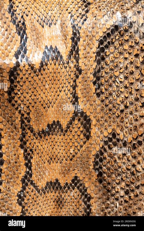 real genuine python snake skin background exotic animals confiscated