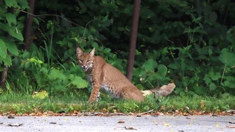 Missouri photographer captures bobcat near Carver Middle School