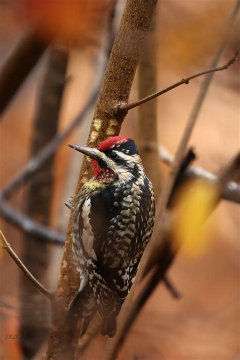 sapsucker - FeederWatch