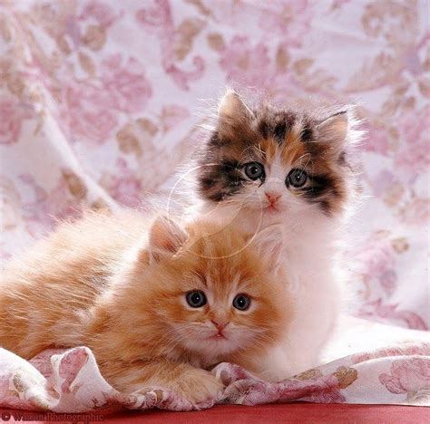 Милые котята (42 фото)