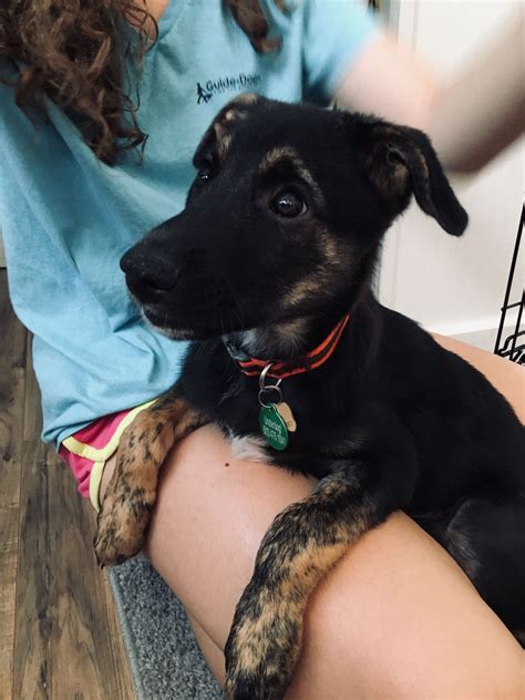 Milo, a German Shepherd/Golden Retriever cross, 2 months and 3 weeks