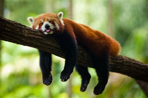 red panda sleeping photo | One Big Photo