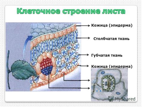 Презентация на тему: "Дайте определения понятиям: побег, узел ...