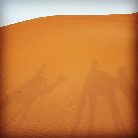 Sahara desert camels & me - Wanderglow