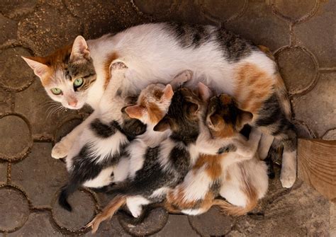 mother cat abandon  kittens  touched  humans vet