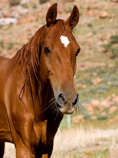 15 Fun Facts about the American Saddlebred Horse - Helpful Horse Hints