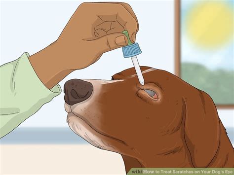 how to treat scratches on dogs