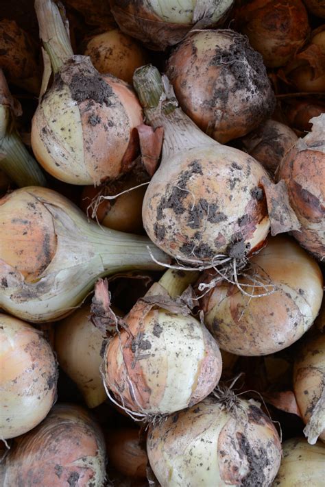 Cibule (kg) – Žatecká farma