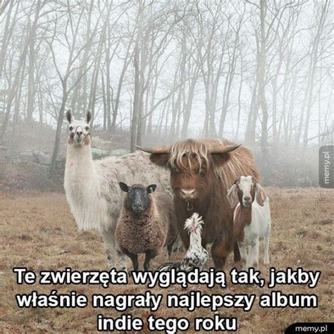Zwierzęta - Memy.pl