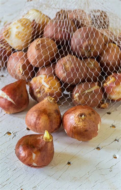 What to do with tulips after they bloom 🌷 🌿 Uncover the secrets for