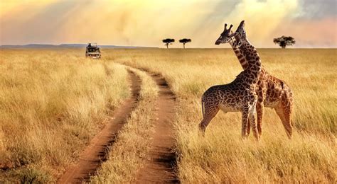 safari    safari destinations   world