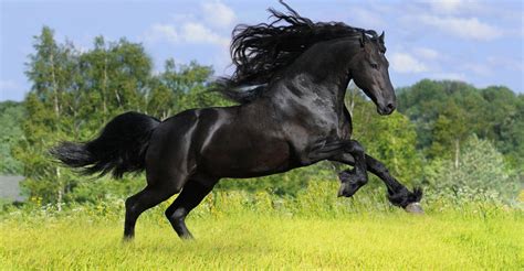 Raça De Cavalos Puro Sangue Inglês: Características E Fotos | Mundo