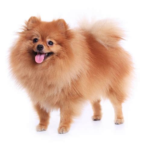 pomeranian dog breed information purina uk