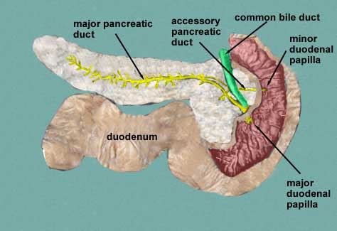 Pancreas