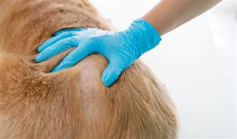 how to get rid of dandruff in dogs