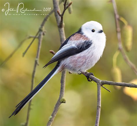 Northern Long-tailed Tit by John Richardson - BirdGuides